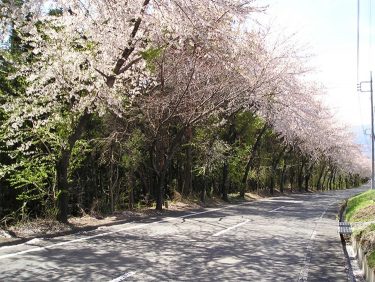 桜並木